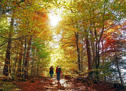 Couple walking through woodland